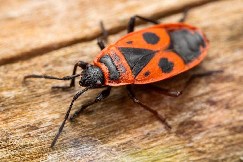 Bedbug Extermination
