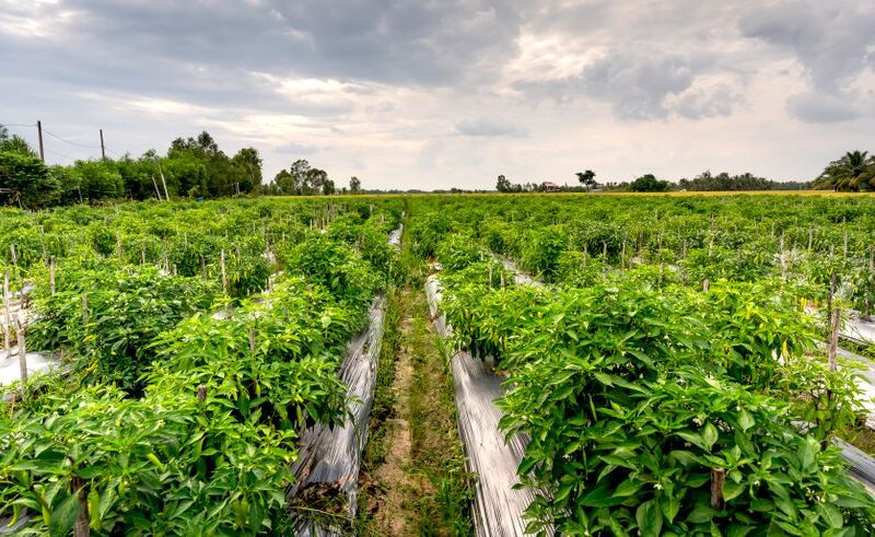 Suministros agrícolas orgánicos: el futuro de la agricultura sostenible