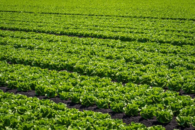 The Essential Guide to Organic Farming Supplies
