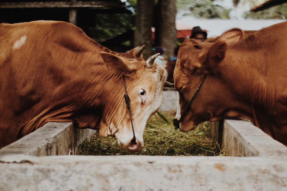 supplier of livestock feed