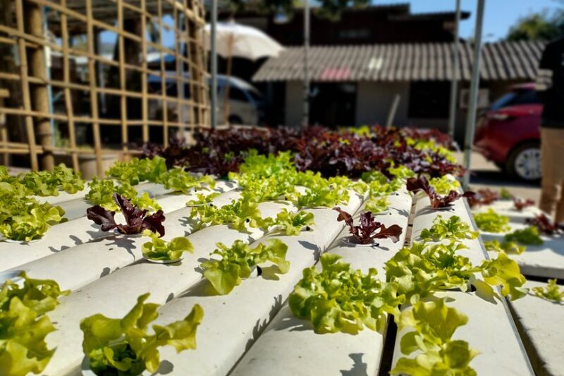 The Ultimate Guide to Aquaponics Kits: Sustainable Gardening at Home