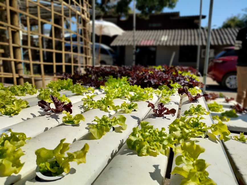 aquaponics kit