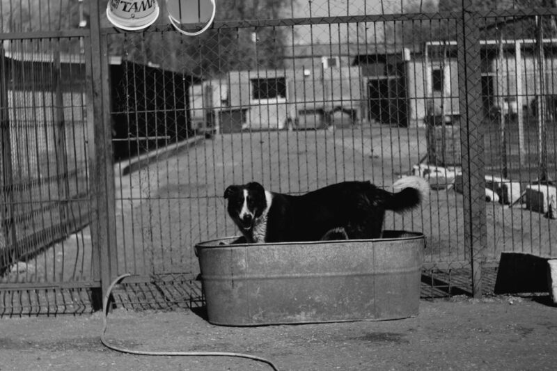 Choosing the Right Pet Boarding Facility for Your Furry Friend
