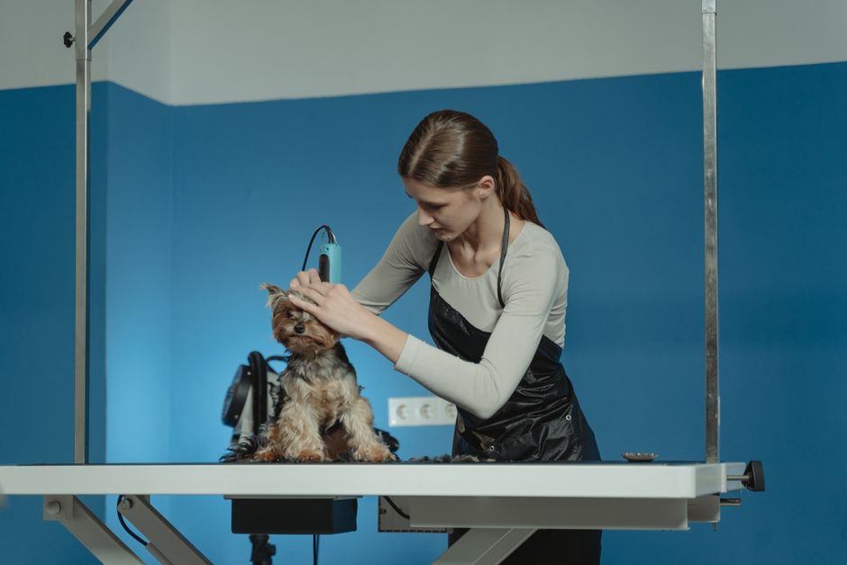 peluquería canina cerca
