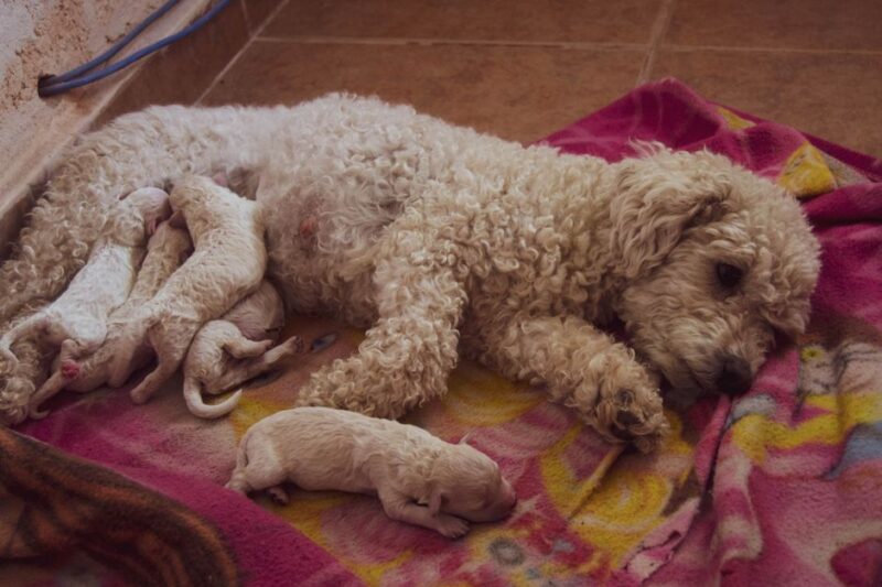 Encuentra el mejor criador de cachorros cerca de ti