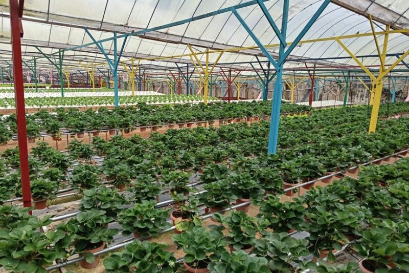 Maximizing Your Greenhouse: Essential Equipment for Optimal Growth