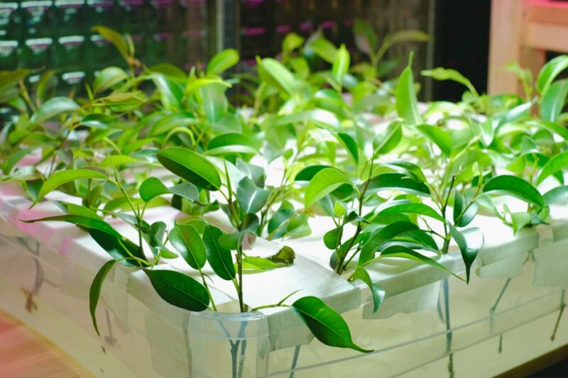 水耕栽培の新たな可能性とその利点